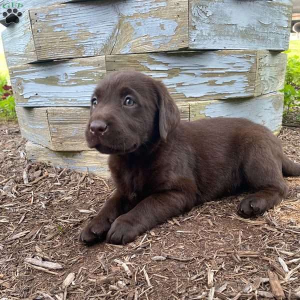 Daisy, Chocolate Labrador Retriever Puppy