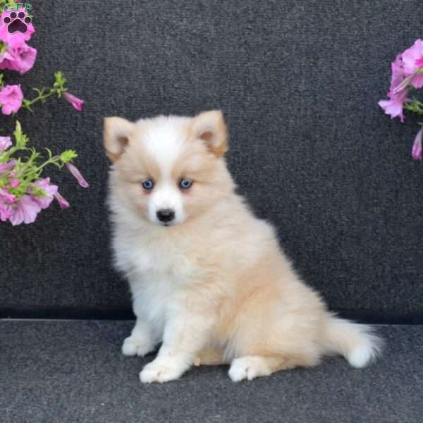 Judy, Pomsky Puppy