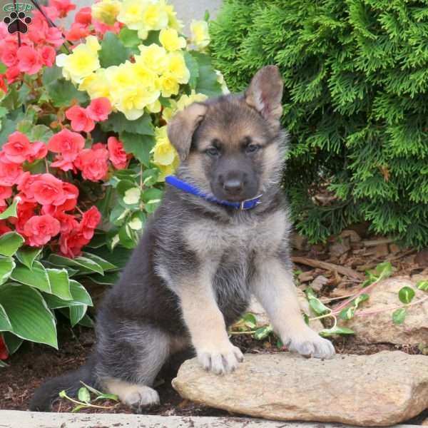 Judy, German Shepherd Puppy