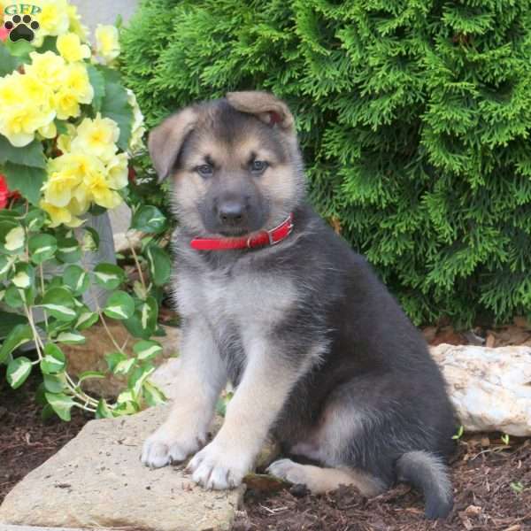 Justin, German Shepherd Puppy