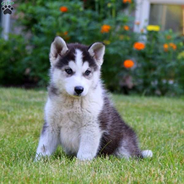 Justin, Pomsky Puppy