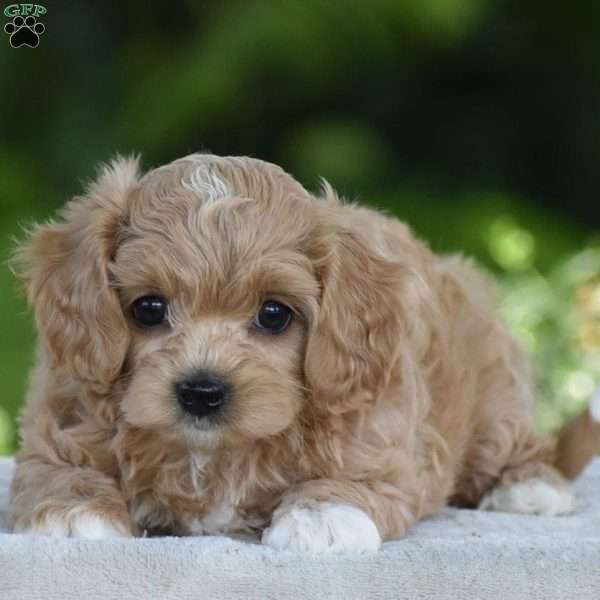 Kalie, Cavapoo Puppy