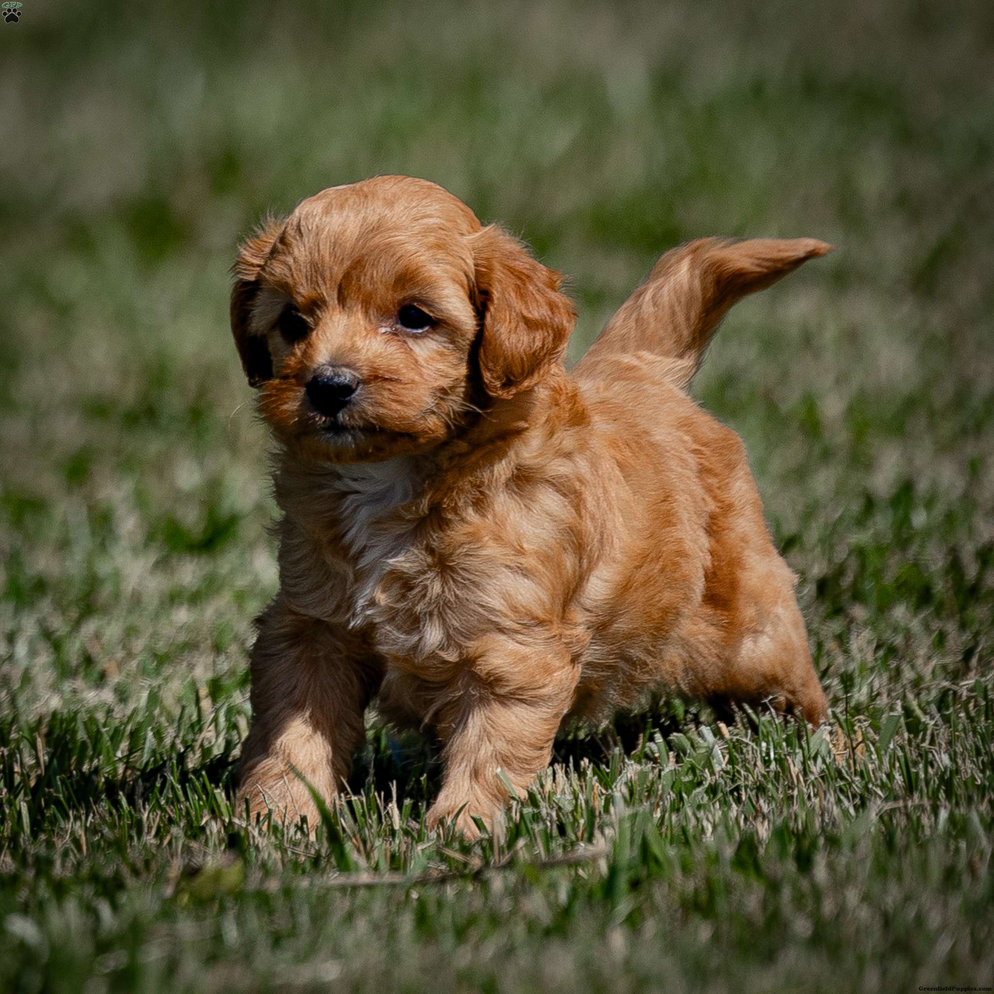 Kalina - Mini Goldendoodle Puppy For Sale in Pennsylvania