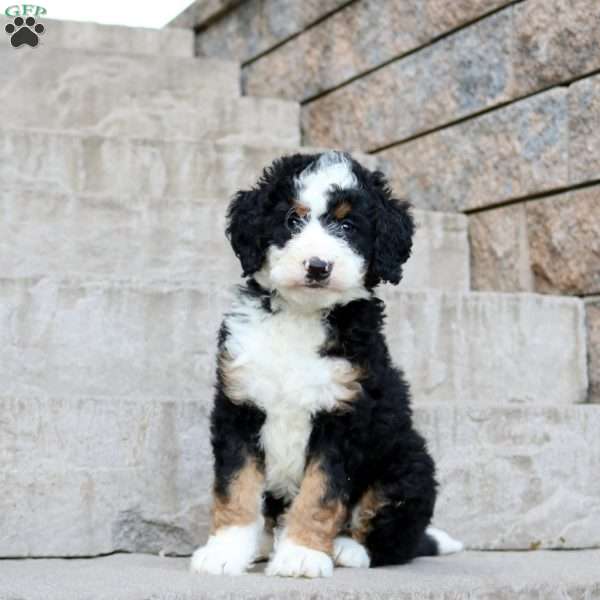 Karina, Mini Bernedoodle Puppy