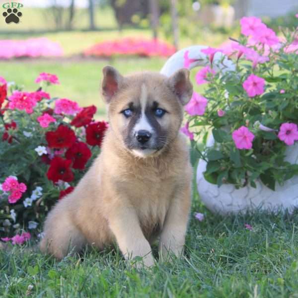 Karson, Akita Mix Puppy