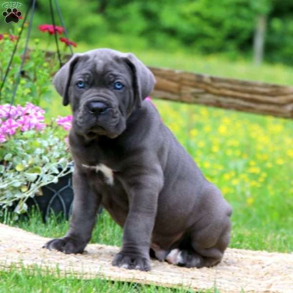 Karter, Cane Corso Puppy