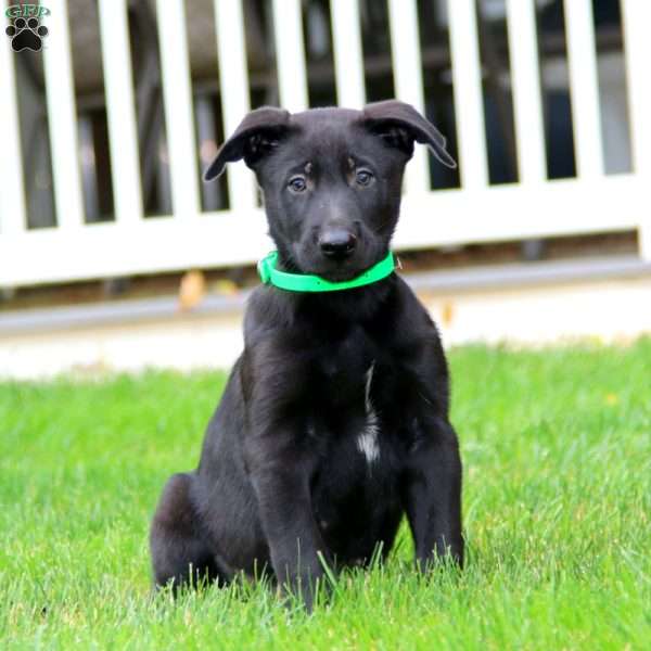 Karter, Belgian Malinois Puppy