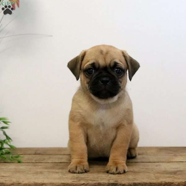 Katrina, Puggle Puppy