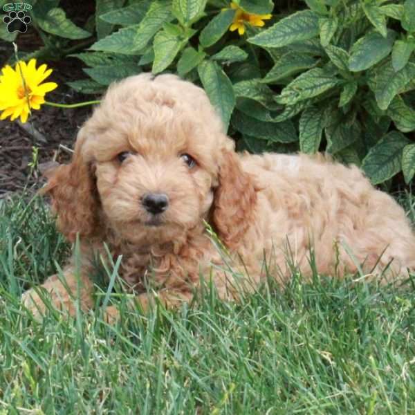 Kaya, Miniature Poodle Puppy