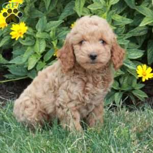 Kaya, Miniature Poodle Puppy