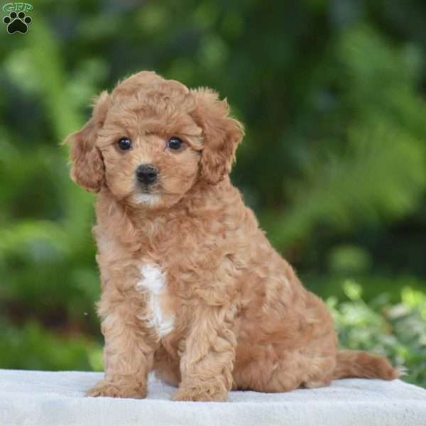 Kayla, Cavapoo Puppy