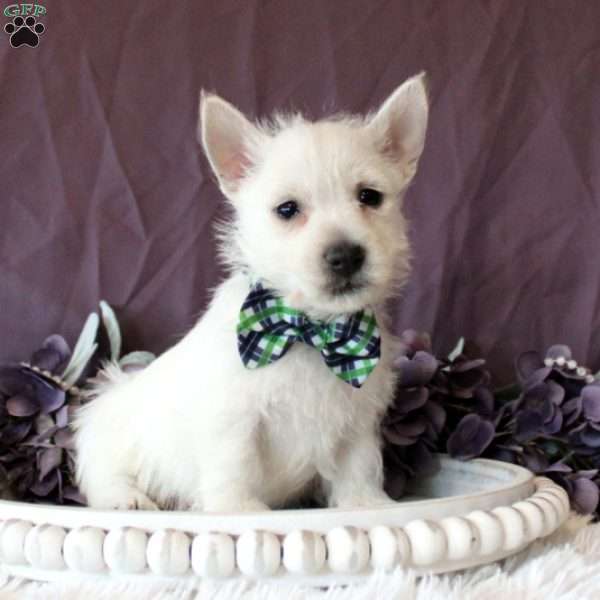 Keagan, West Highland Terrier Puppy