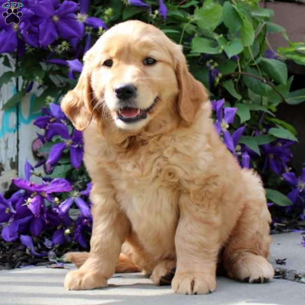 Kelly, Golden Retriever Puppy