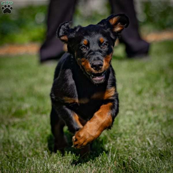 Kelsey, Gordon Setter Puppy