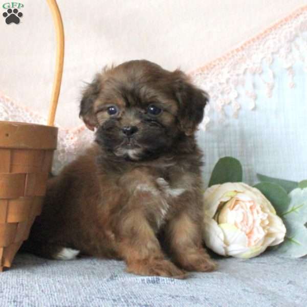 Kelsey, Shih-Poo Puppy