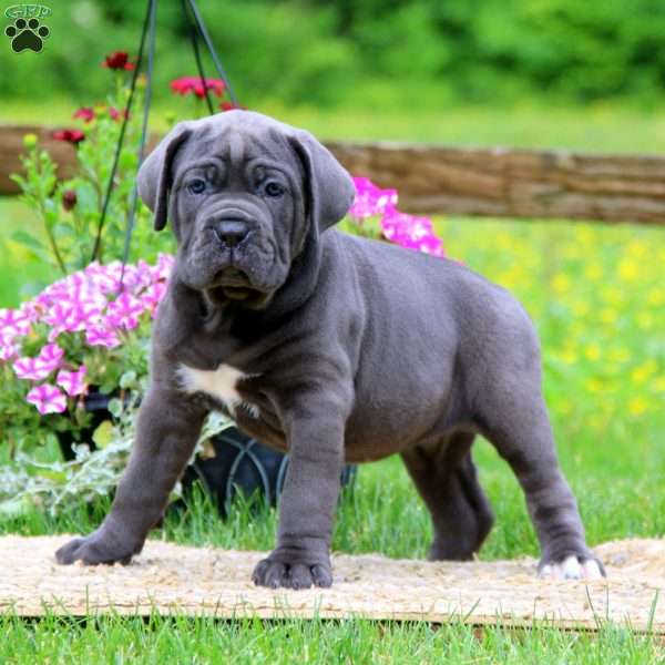 Kelsey, Cane Corso Puppy