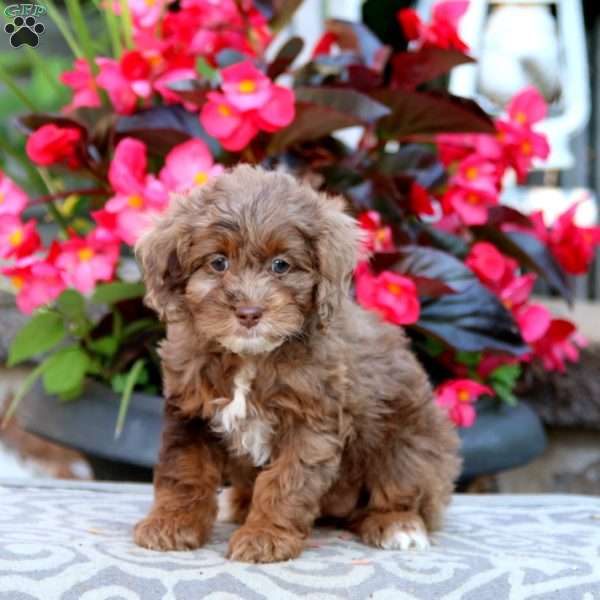 Kelsey, Cockapoo Puppy