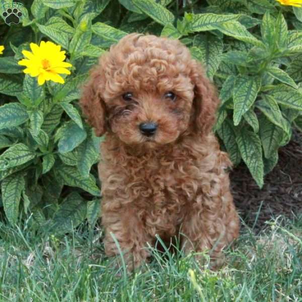 Kelso, Miniature Poodle Puppy