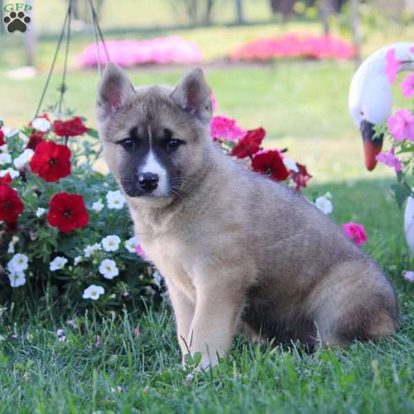 Kendall, Akita Mix Puppy