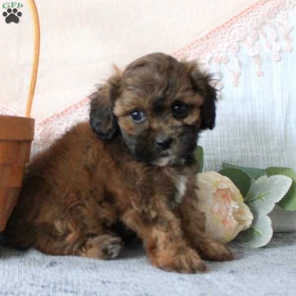 Kendra, Shih-Poo Puppy