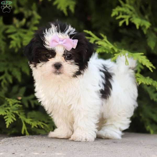 Kensie, Shih Tzu Puppy