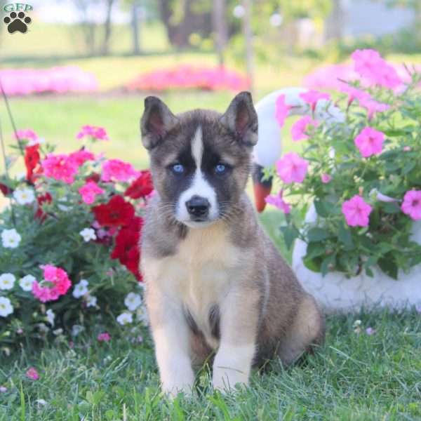 Kevin, Akita Mix Puppy