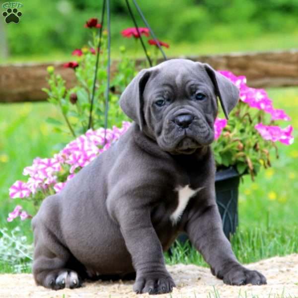 Kia, Cane Corso Puppy