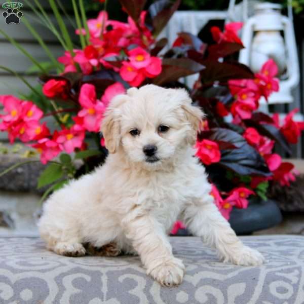 Kia, Cockapoo Puppy