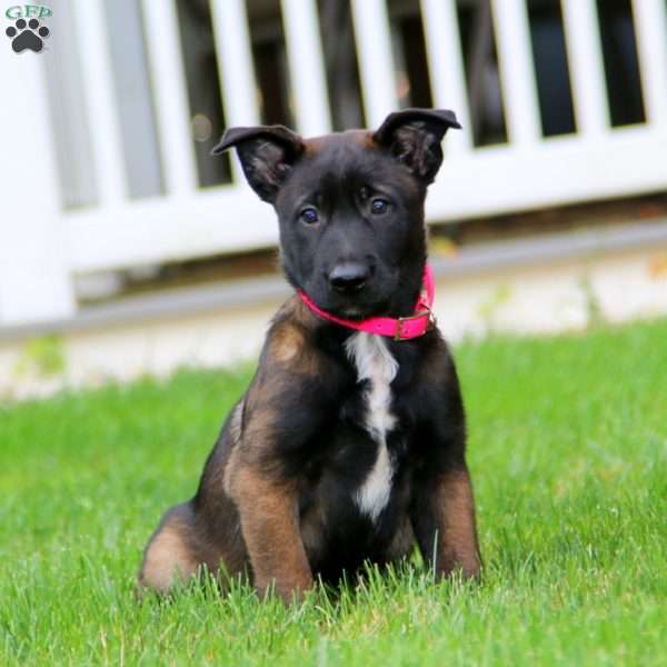 Kia, Belgian Malinois Puppy