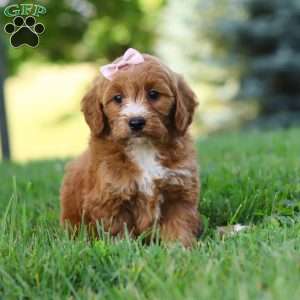 Kiara, Mini Goldendoodle Puppy