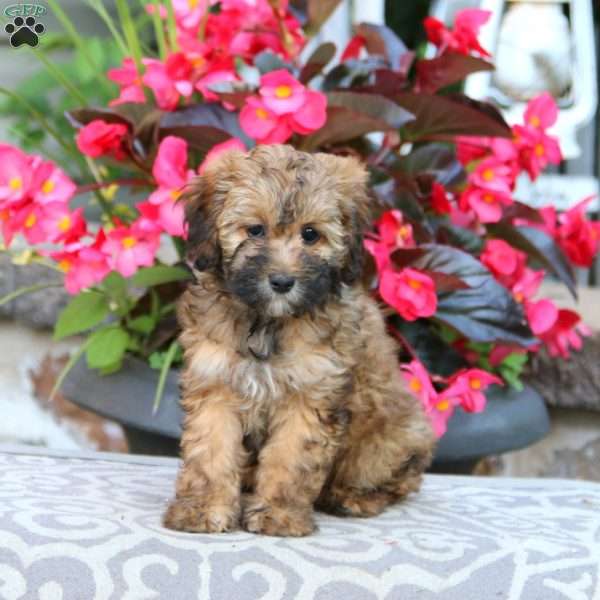 Kierra, Cockapoo Puppy