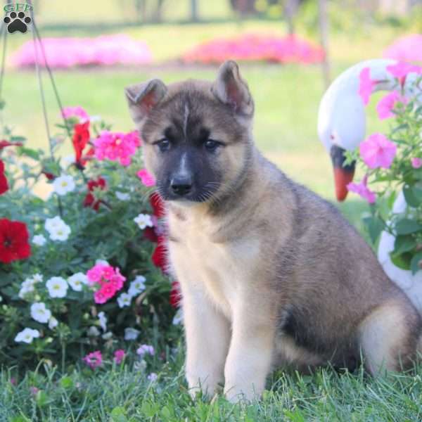 Kiki, Akita Mix Puppy