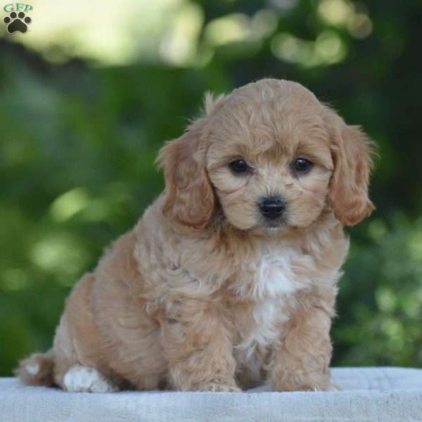 Kimberly, Cavapoo Puppy