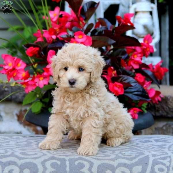 Kip, Cockapoo Puppy