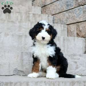 cuanto cuesta un bernedoodle miniatura