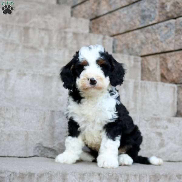 Koda, Mini Bernedoodle Puppy