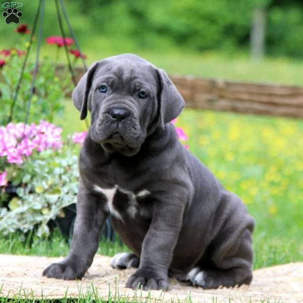 Kody, Cane Corso Puppy