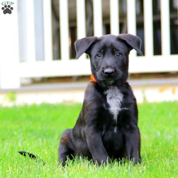 Kody, Belgian Malinois Puppy