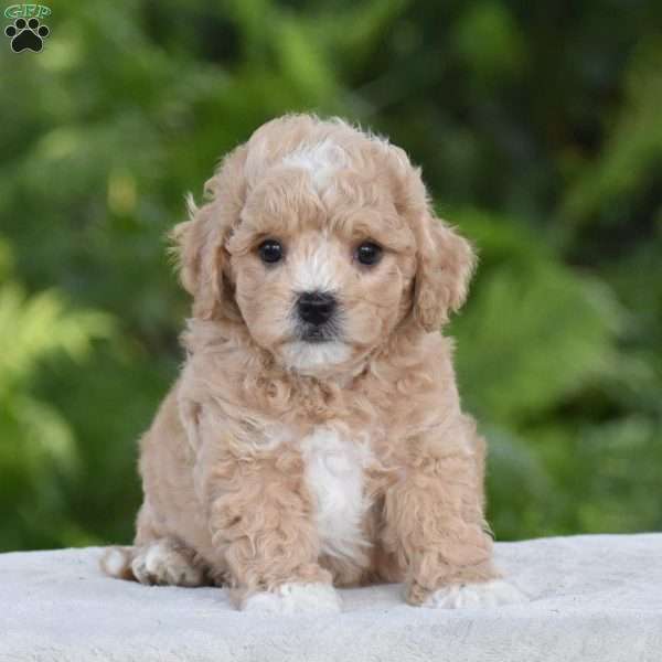 Kody, Cavapoo Puppy