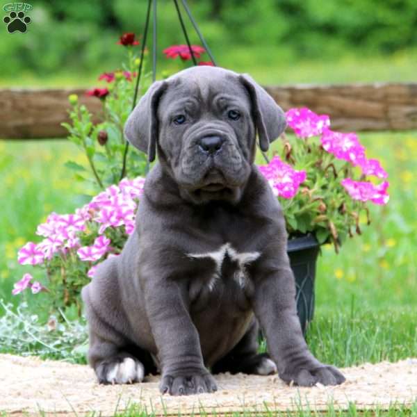 Kookie, Cane Corso Puppy