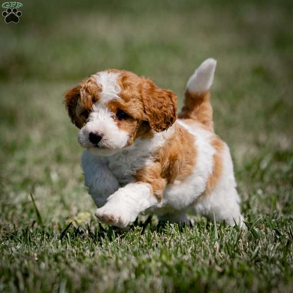 Kory, Mini Goldendoodle Puppy