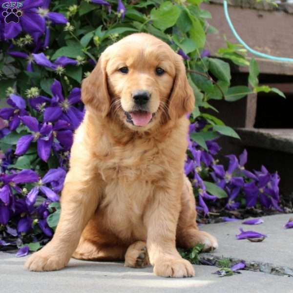 Kristie, Golden Retriever Puppy