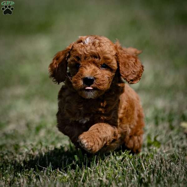 Kuno, Mini Goldendoodle Puppy