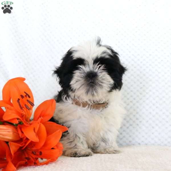 Kurt, Shih Tzu Puppy