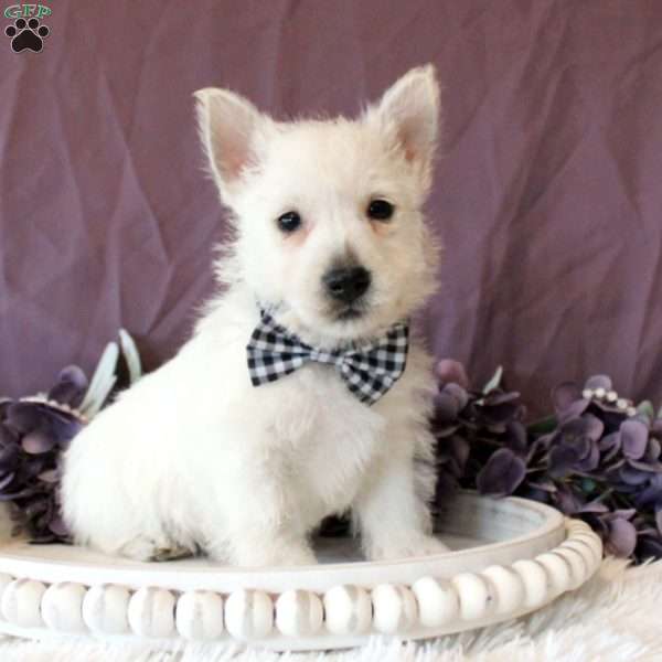 Kyler, West Highland Terrier Puppy