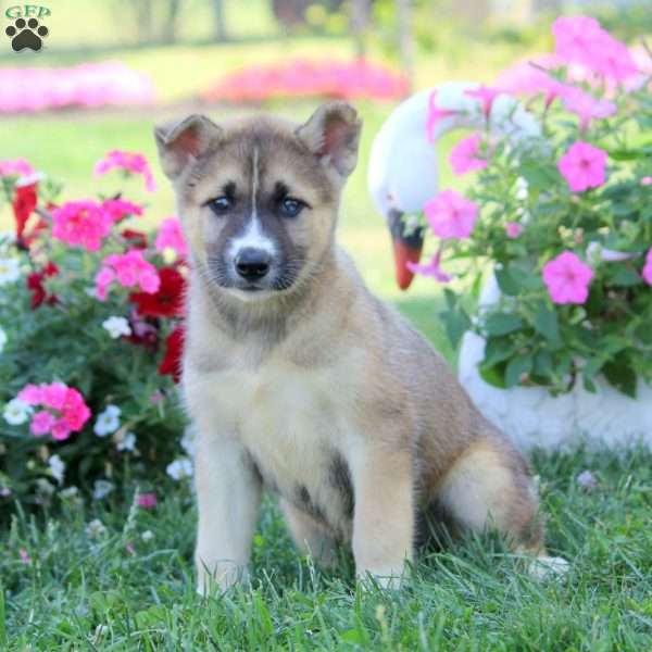 Kylie, Akita Mix Puppy