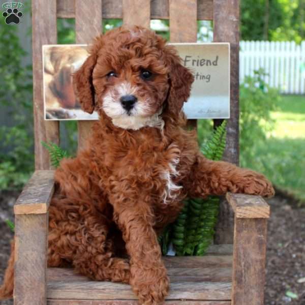 Lacey, Cavapoo Puppy