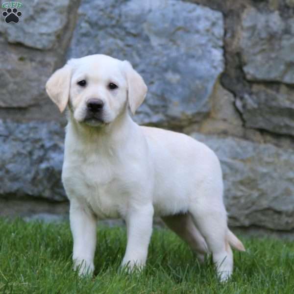 Lacy, Yellow Labrador Retriever Puppy