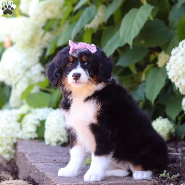 Lady, Mini Bernedoodle Puppy