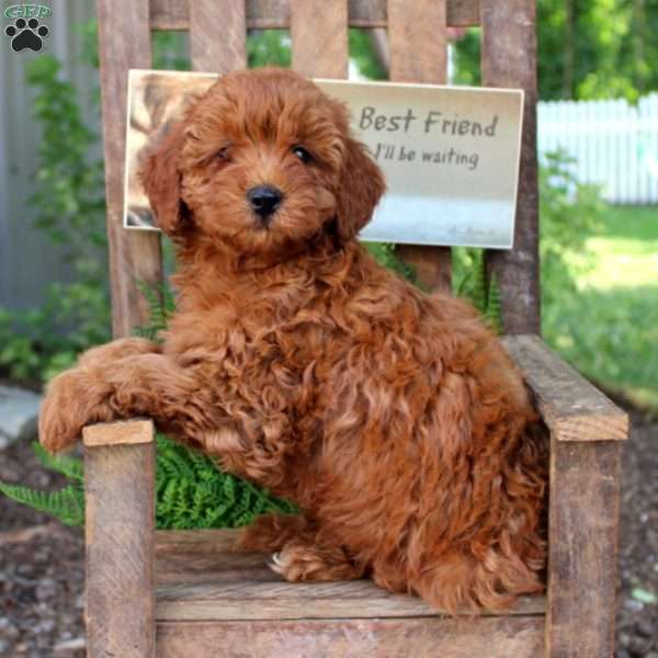 Lady, Cavapoo Puppy